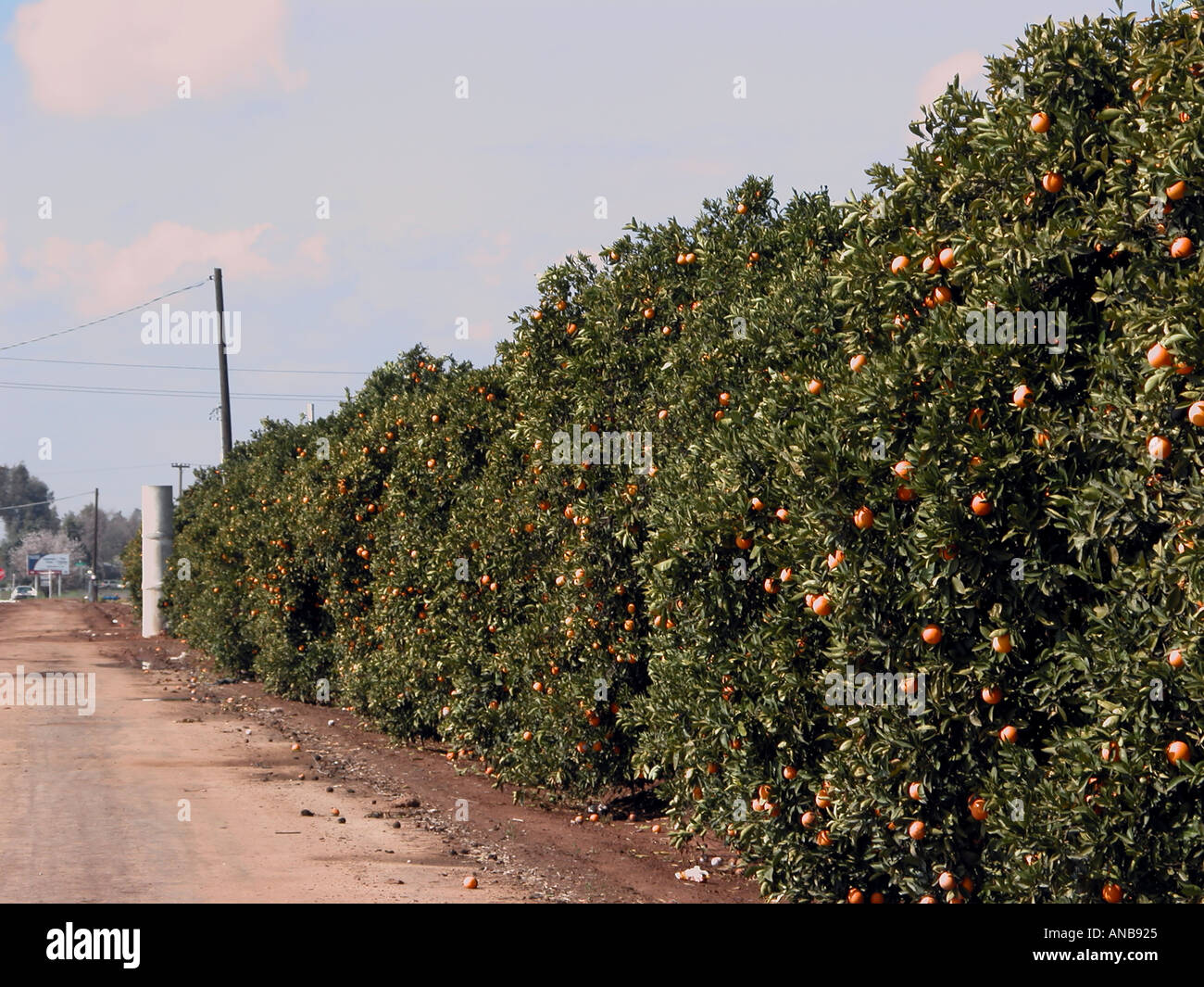 Orangenhain zentralen Kalifornien USA Stockfoto