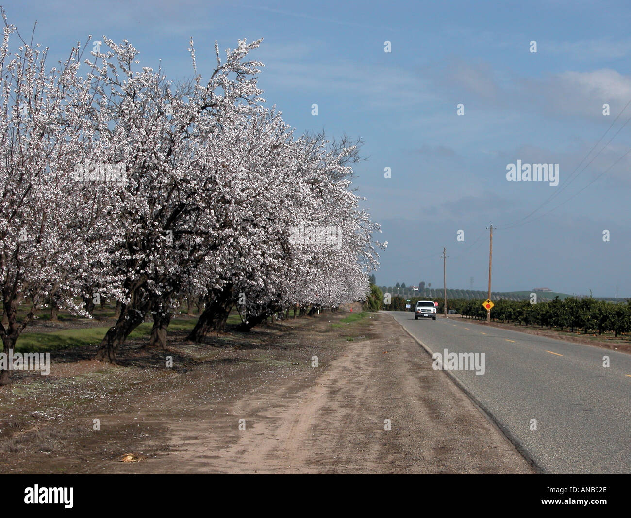 Mandel Obstgarten entlang der Blossom Trail in der Nähe von Fresno Kalifornien USA Stockfoto