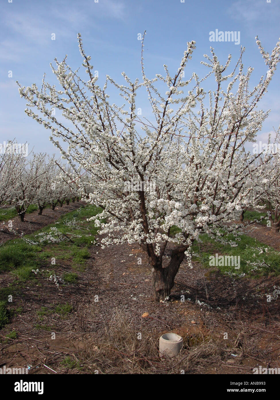 Mandel Obstgarten entlang der Blossom Trail in der Nähe von Fresno Kalifornien USA Stockfoto