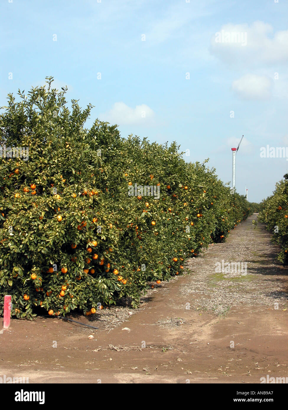 Orangenhain zentralen Kalifornien USA Stockfoto