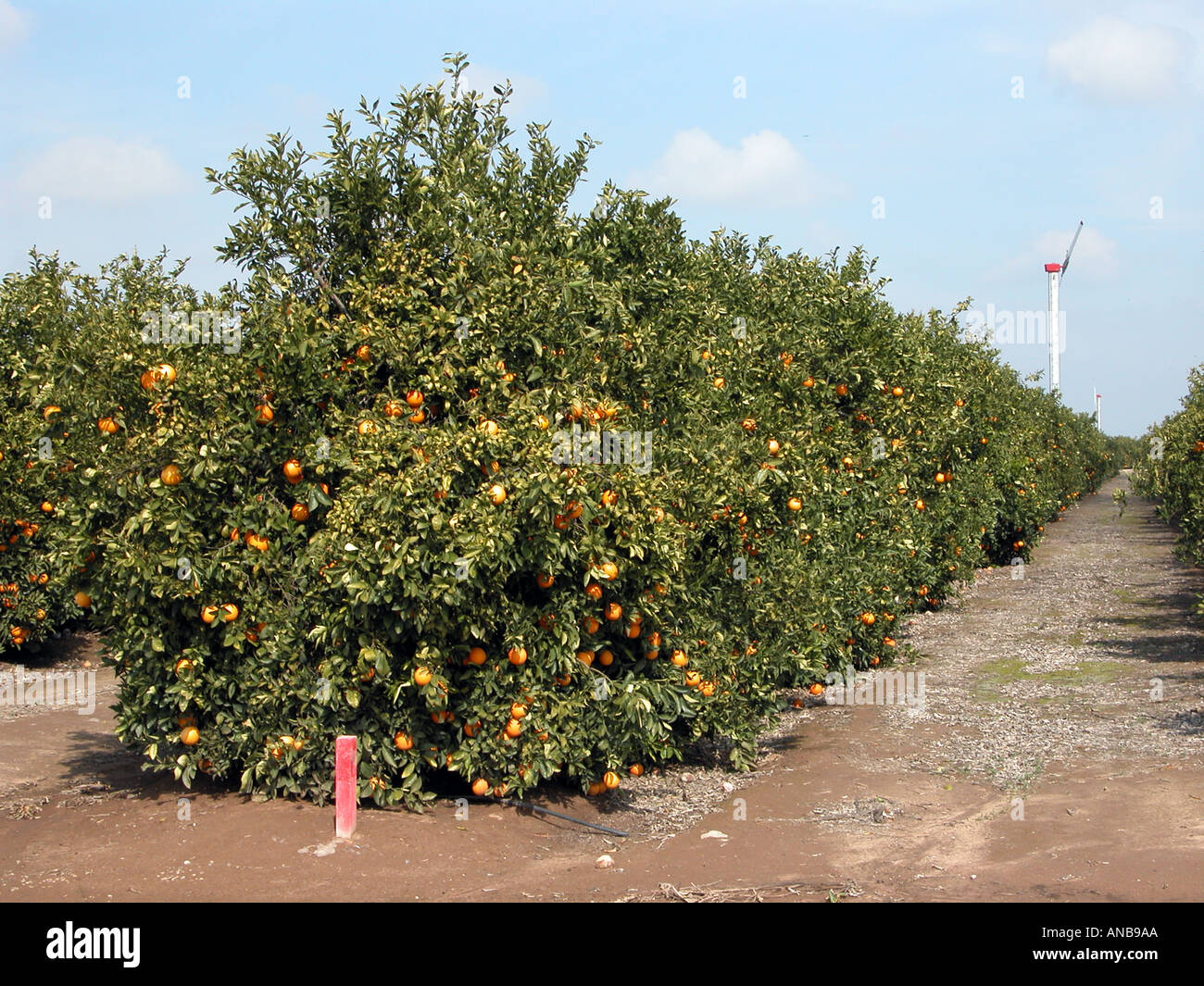 Orangenhain zentralen Kalifornien USA Stockfoto