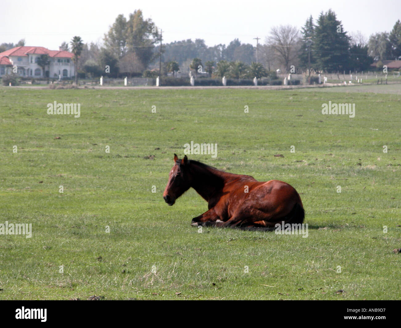 Ein Quarterhorse in einem Feld in der Nähe von Fresno CA Stockfoto