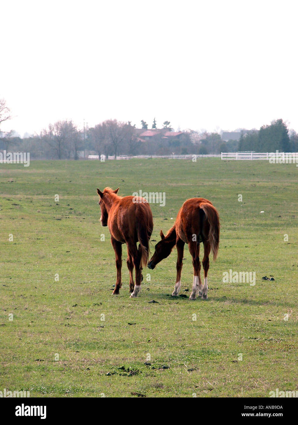 Jährlinge in einem Feld in der Nähe von Fresno CA USA Stockfoto