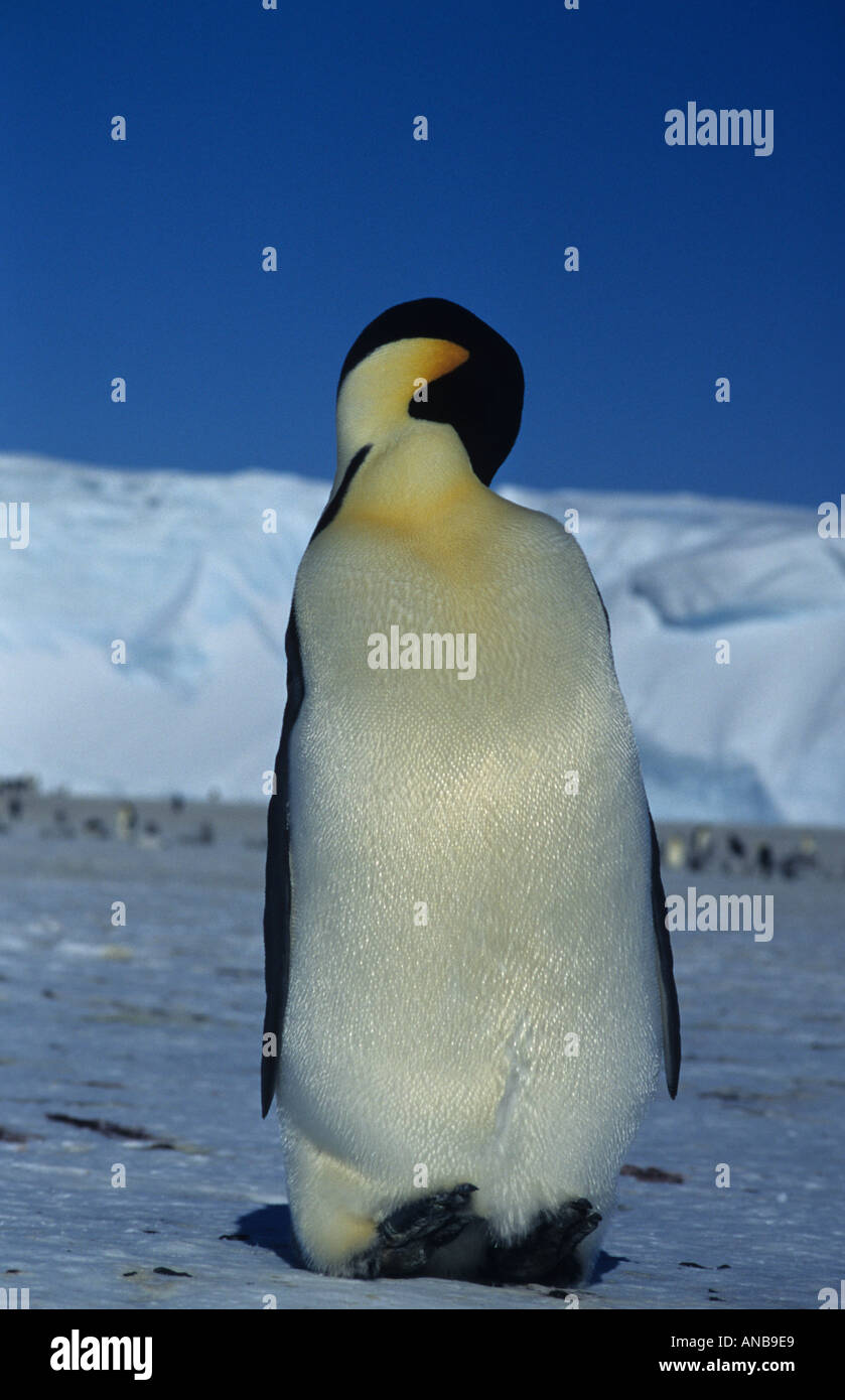 Kaiserpinguine putzen auf Meereis im Weddellmeer, Antarktis Stockfoto