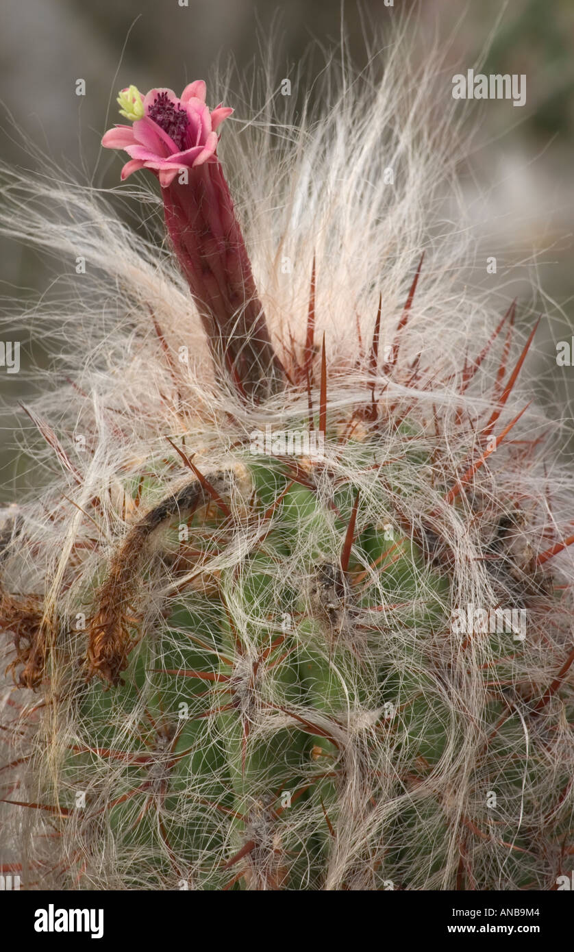 Behaarte Kaktus Pflanze mit kleinen roten Blten Stockfotografie - Alamy