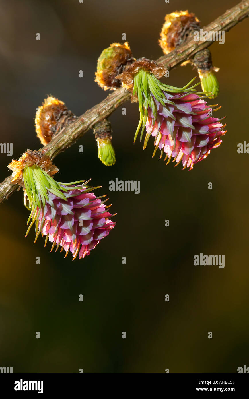 Gemeinsamen Lärche Blume Larix Decidua mit schönen Seite Beleuchtung Potton bedfordshire Stockfoto