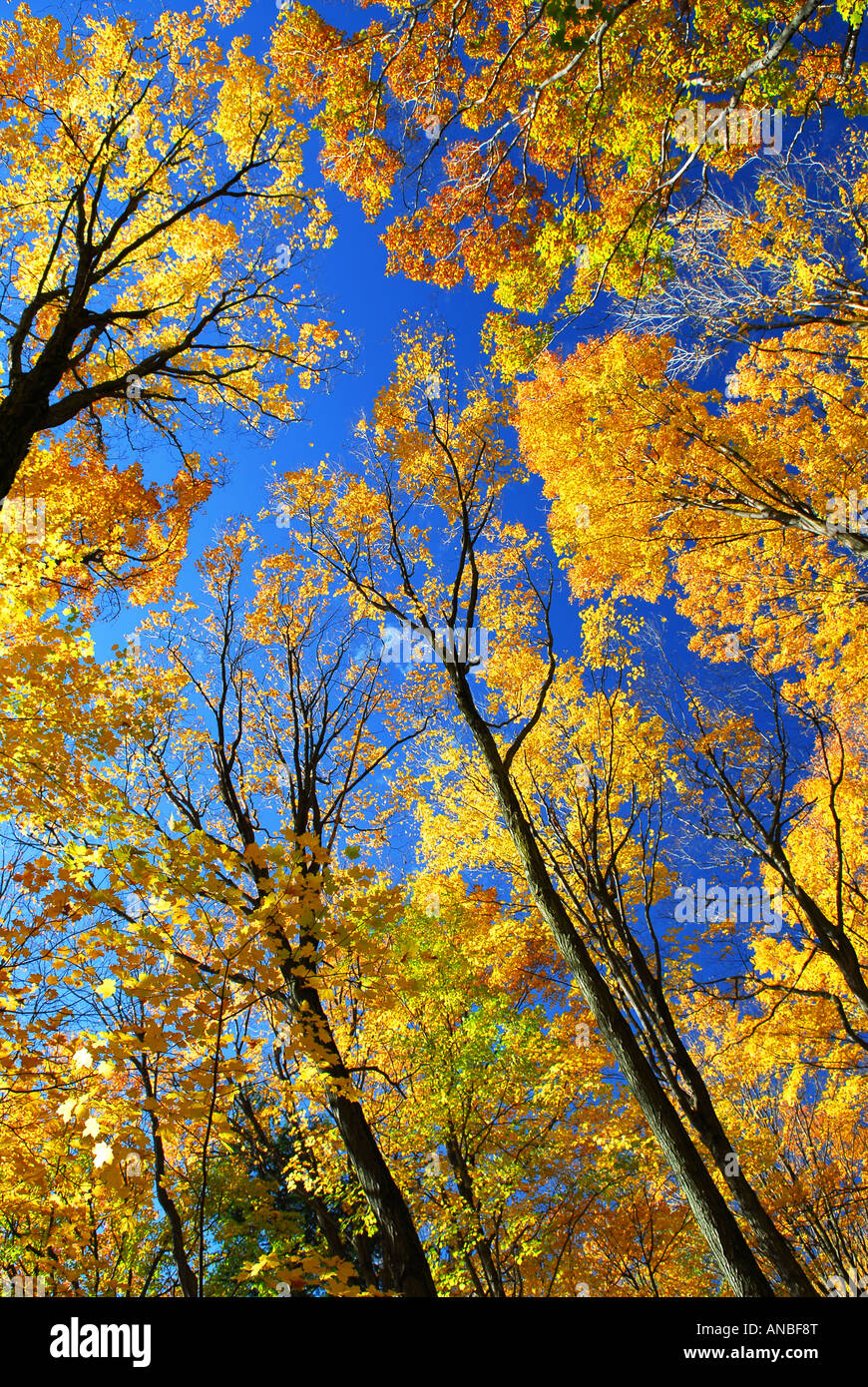 Herbst Ahornbäume Leuchten bei Sonnenschein mit blauem Himmelshintergrund Stockfoto