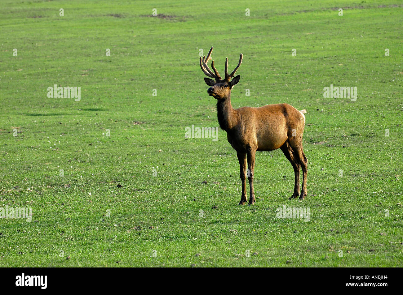 Ältere männliche Stier Elch mit einem gebrochenen Geweih schaut vom in dieser Alm Weiden Stockfoto