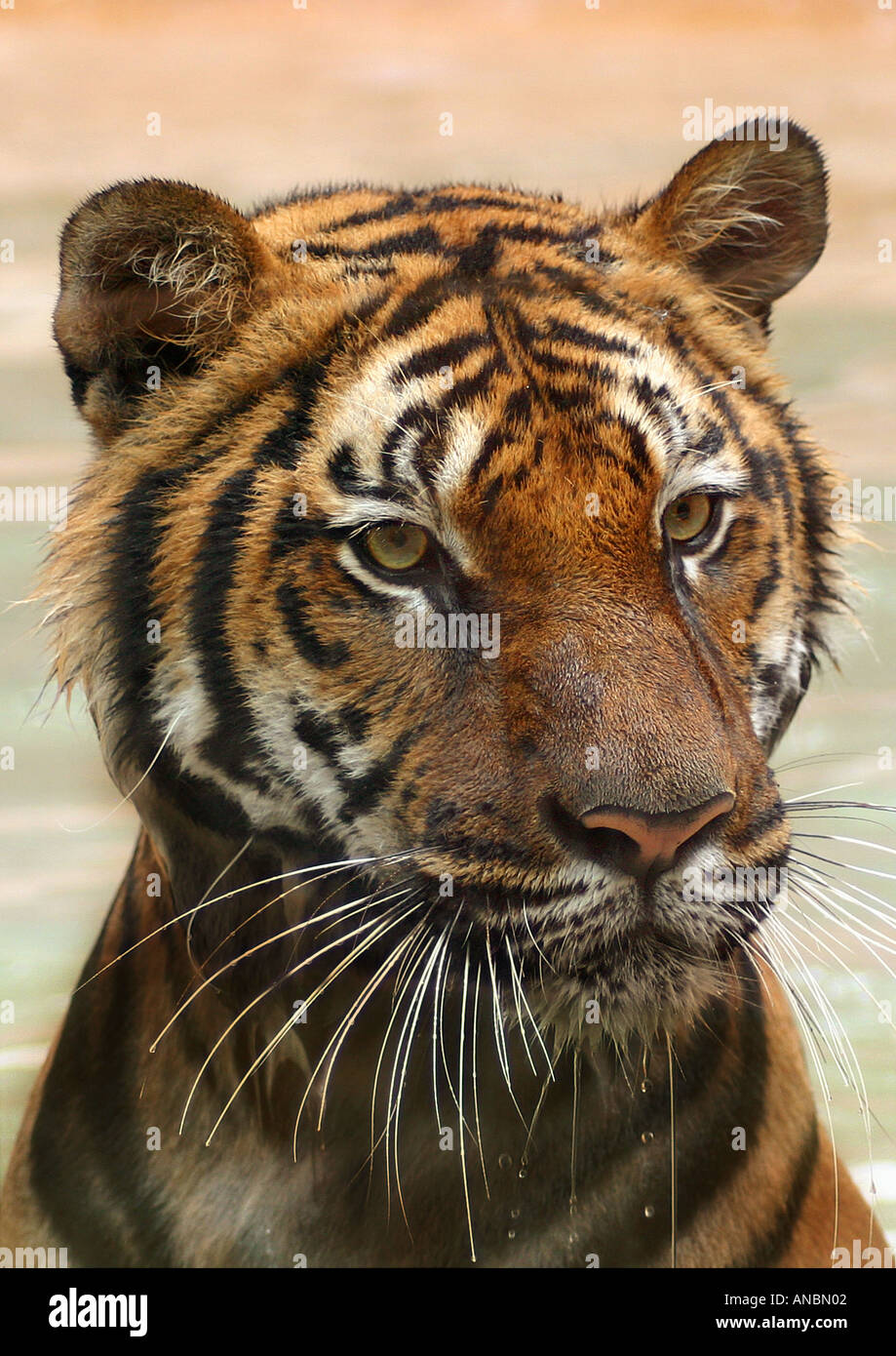 junge Tiger - Portrait / Panthera Tigris Stockfoto