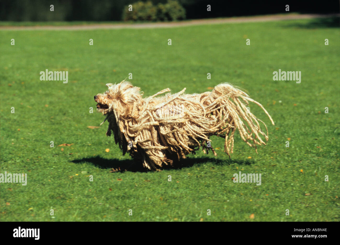 Puli Hund - Wiese überfahren Stockfoto