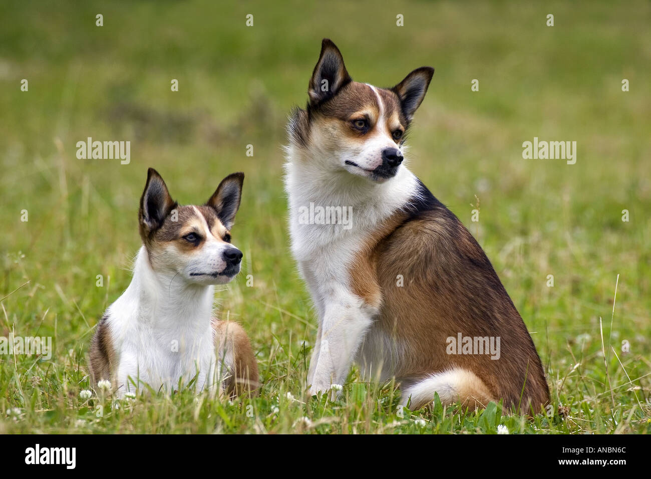 Norwegisches Lundehund. Zwei Hunde auf der Wiese Stockfoto