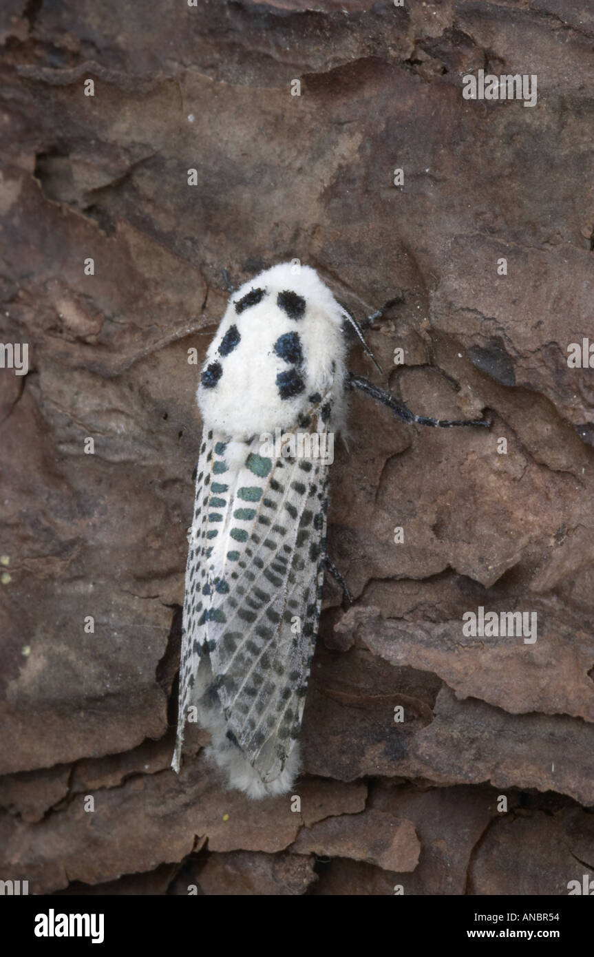 Leopard Moth Zeuzera pyrina Stockfoto