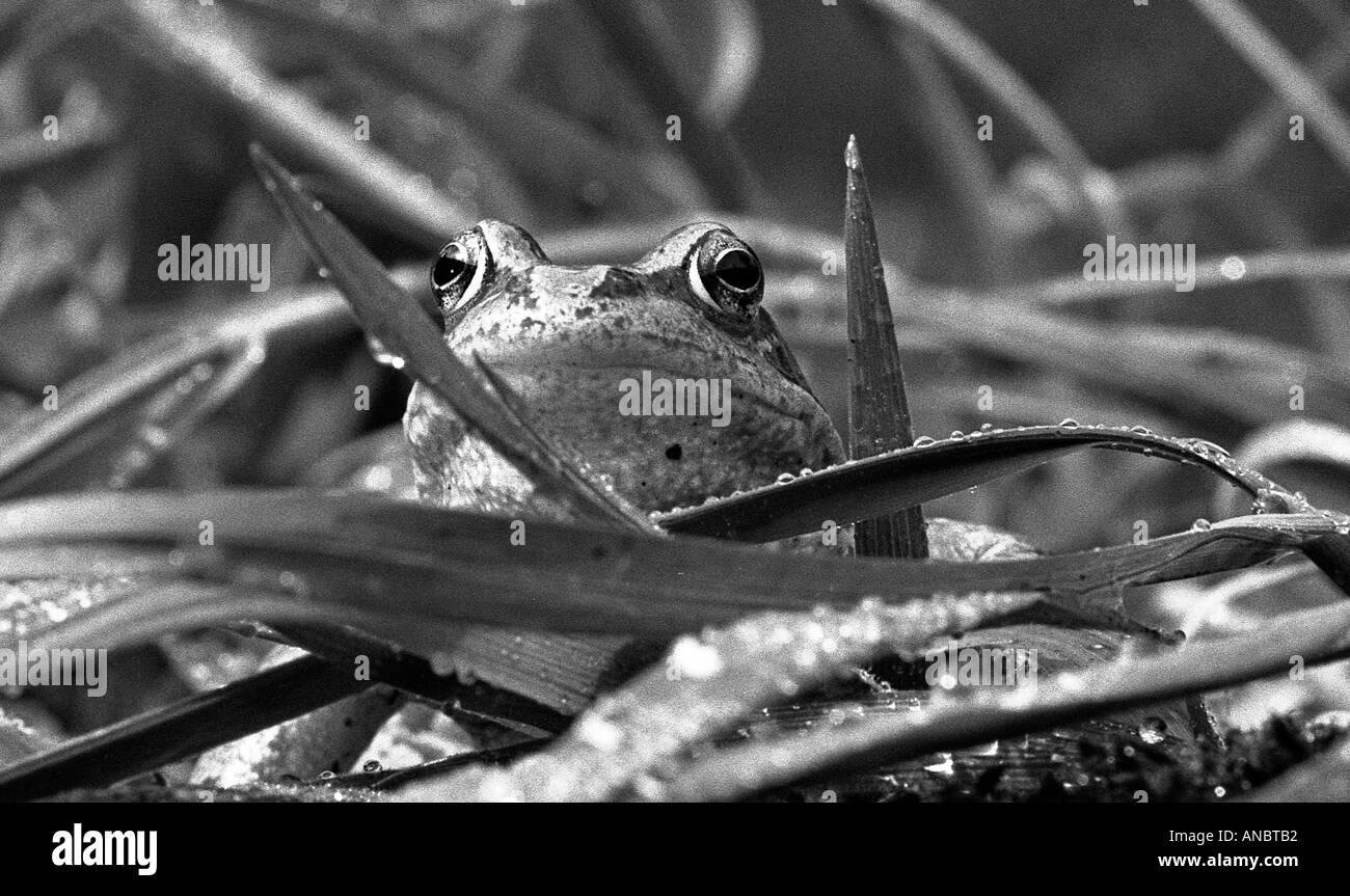 Enge Schuss von Gesicht und Kopf der Grasfrosch Stockfoto