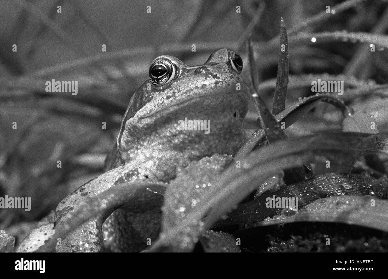Enge Schuss von Gesicht und Kopf der Grasfrosch Stockfoto