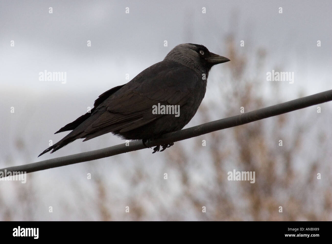 Dohle auf Telefonleitung Stockfoto