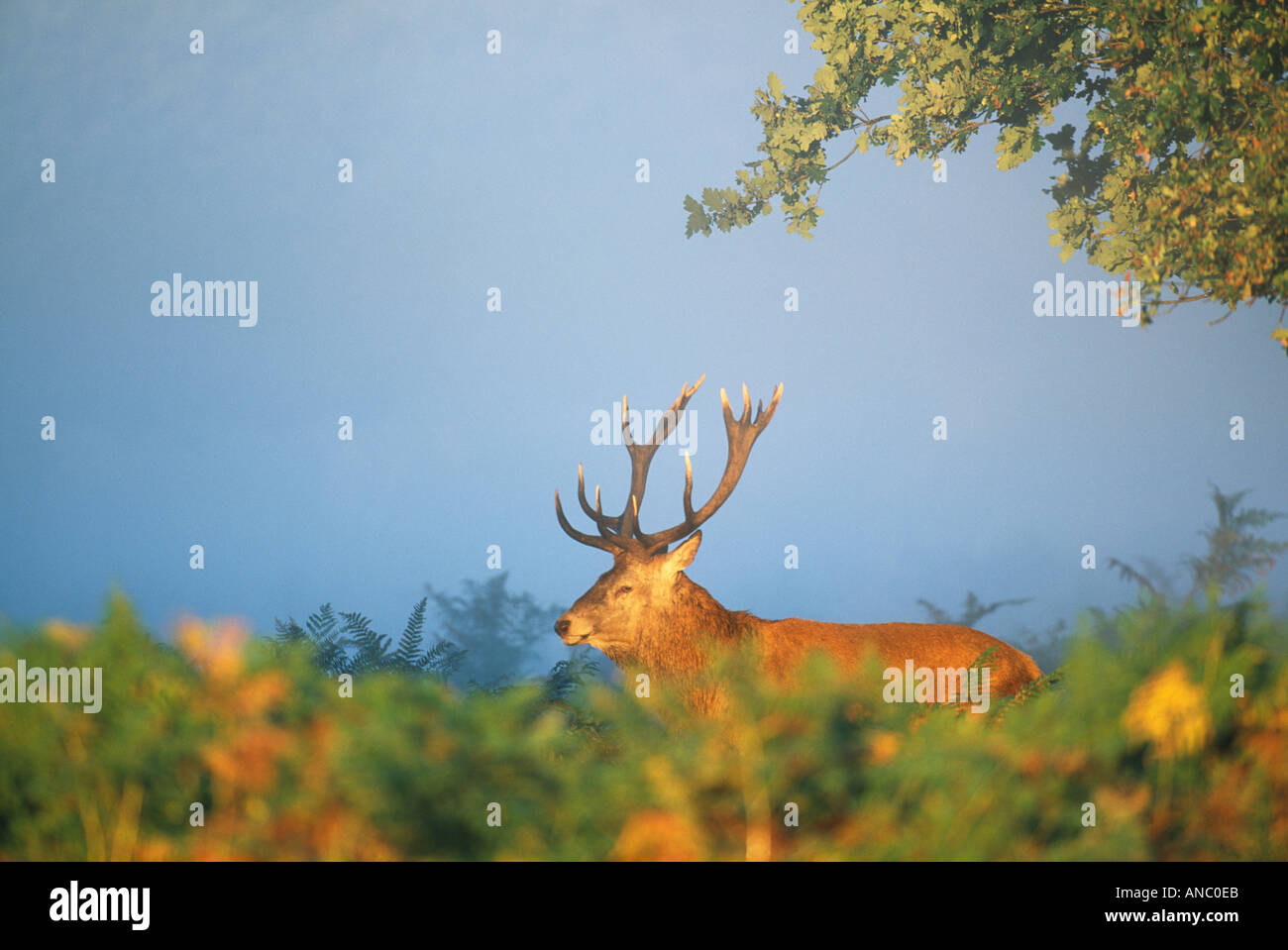 Rothirsch Cervus Elaphus Hirsch im Morgengrauen UK Herbst Stockfoto