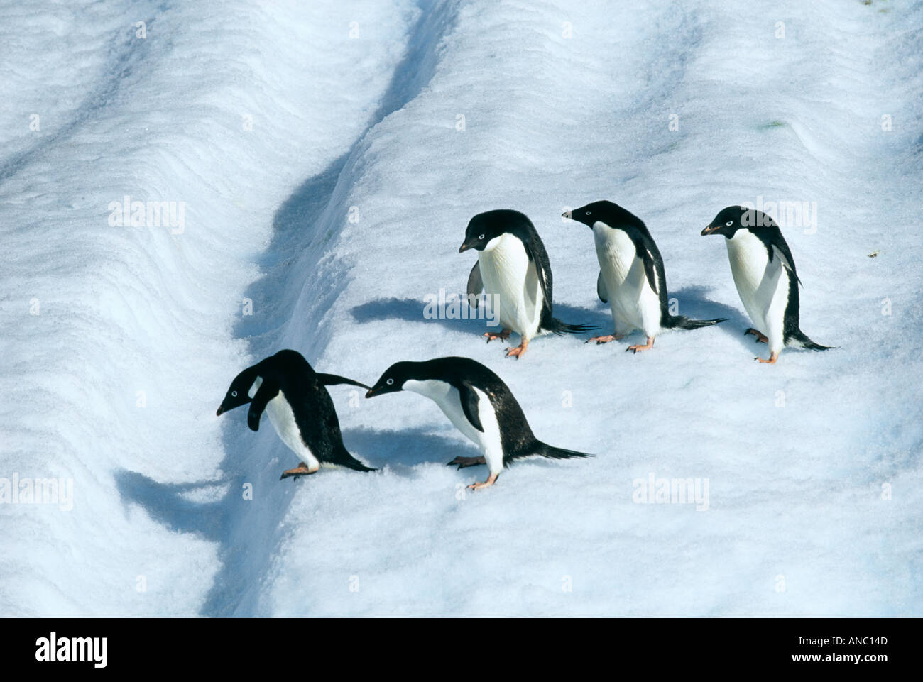 Adelie-Pinguine Pygoscelis Adeliae Einfassung ihren Weg nach unten einen rutschigen Eisbergs Paulet Insel Antarktis Stockfoto