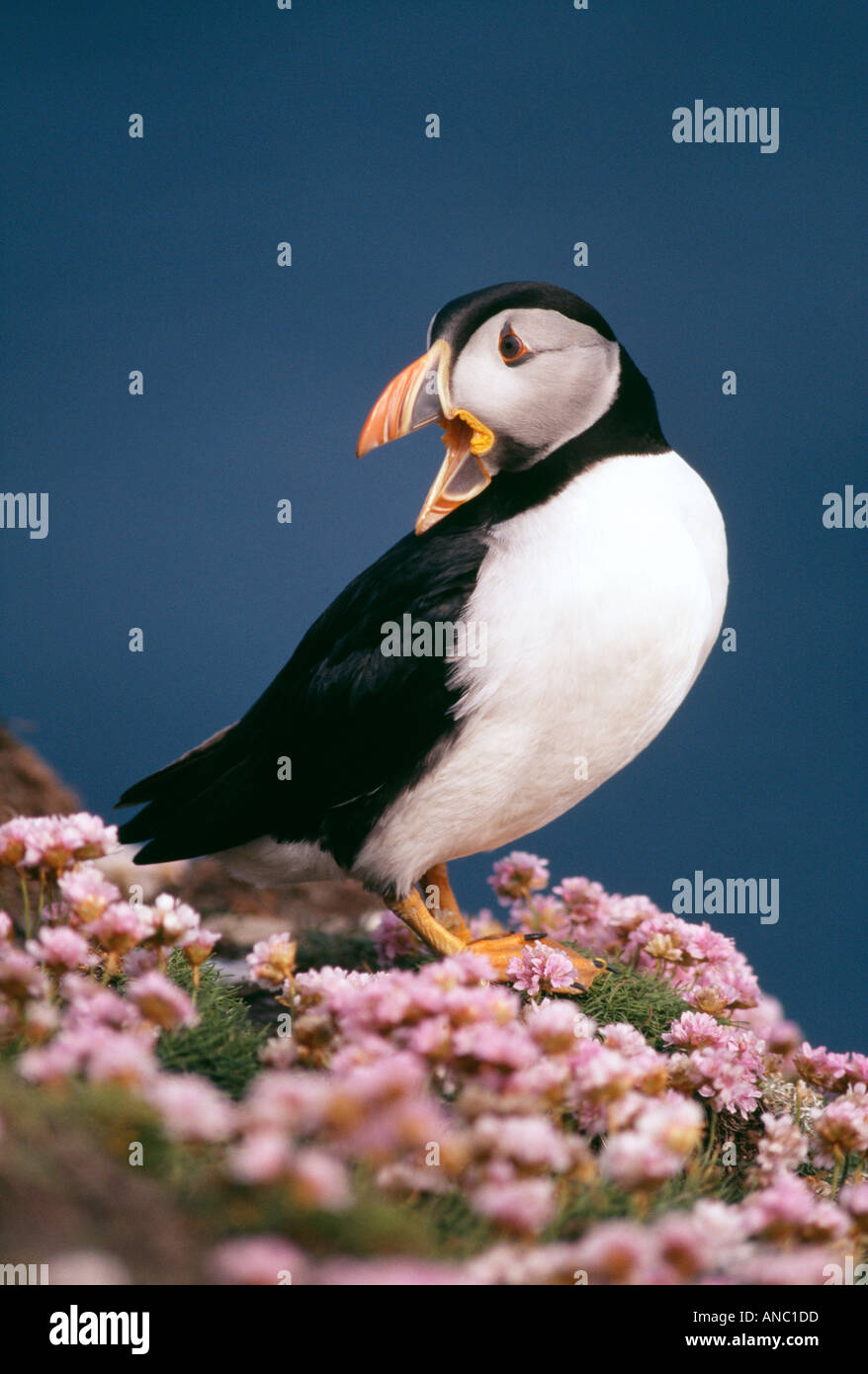 Papageitaucher Fratercula Arctica auf Klippe Top Shetland Schottland Juni stehen Stockfoto