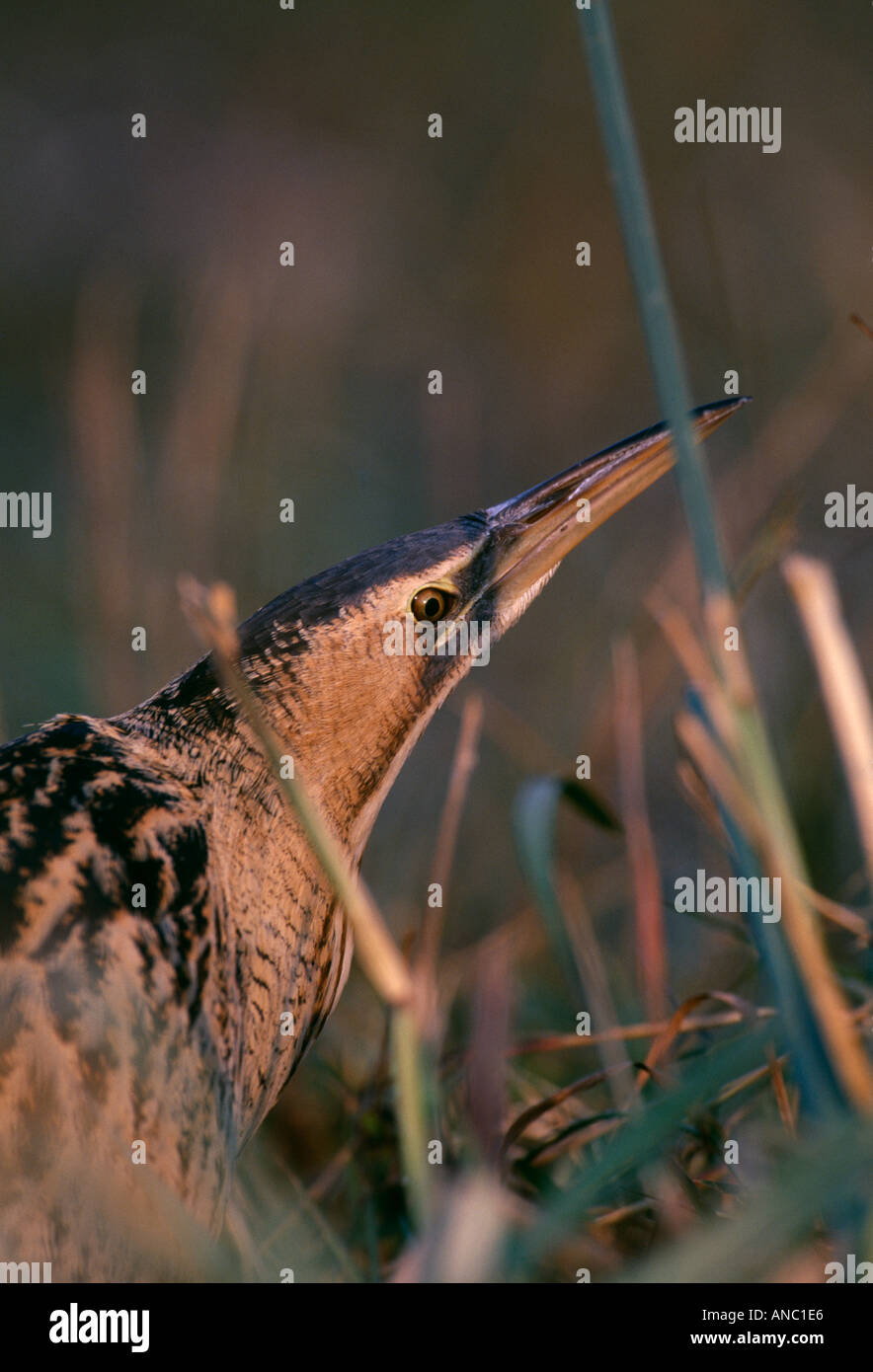 Rohrdommel Botaurus Stellaris UK Sommer Stockfoto