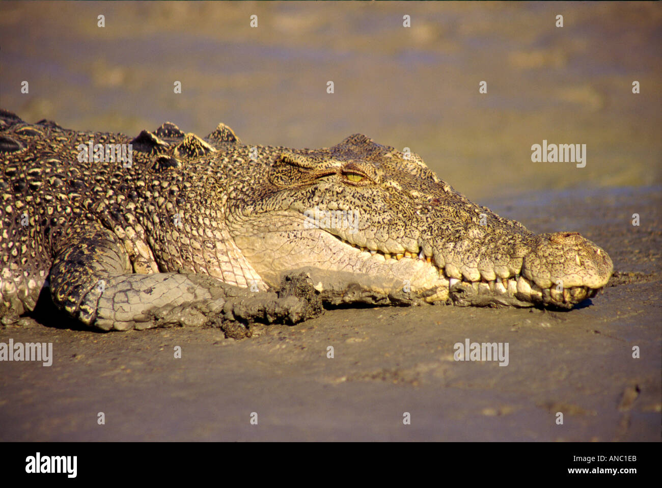 Gefährliche hungrig lächelnd Krokodil ruht im Schlamm am Ufer des Flusses in ArnhemLand warten gegen Australien Stockfoto
