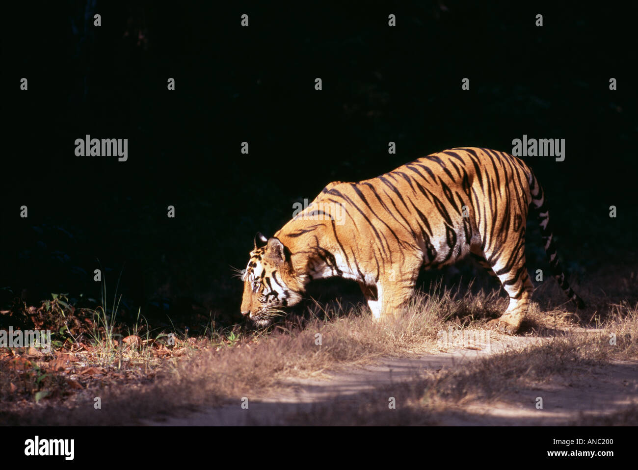 wilden Bengal-Tiger-Panthera Tigris Männchen in Bandhavgarh NP Indien Stockfoto