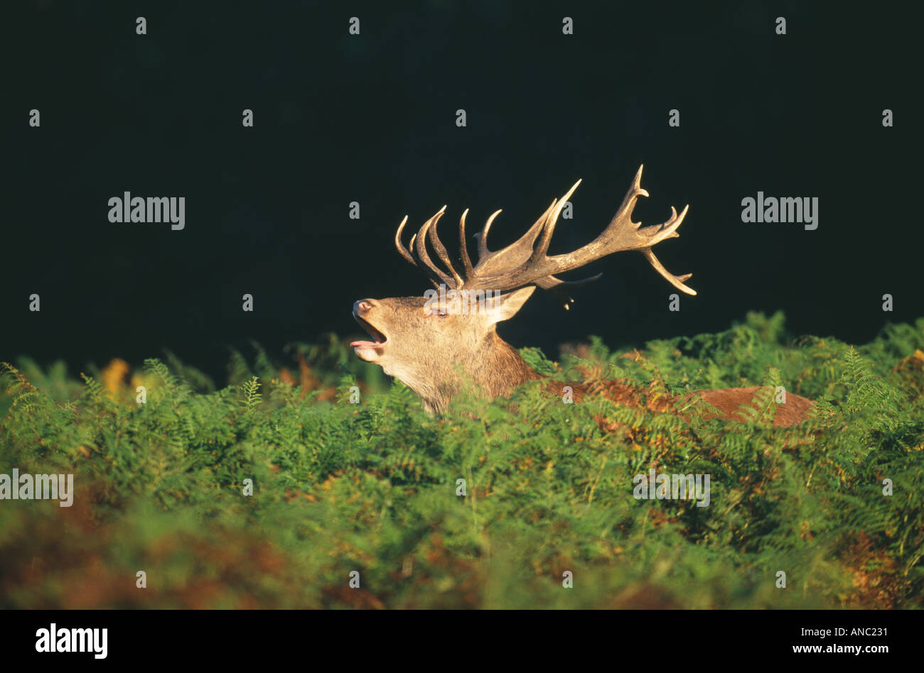 Rothirsch Cervus Elaphus Richmond Park in London Herbst Stockfoto