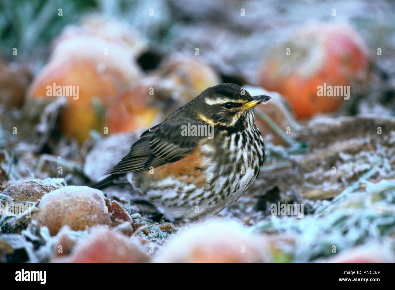 Rotdrossel Turdus Iliacus Fütterung auf Äpfel im Obstgarten auf eisigen Herbsttag UK Stockfoto