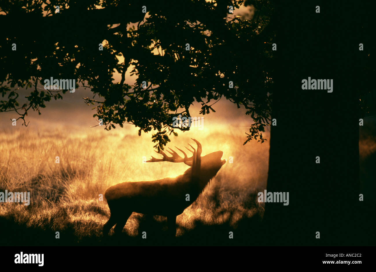 Rothirsch Cervus Elaphus Hirsch brüllen im Morgengrauen Richmond Park in London September Stockfoto