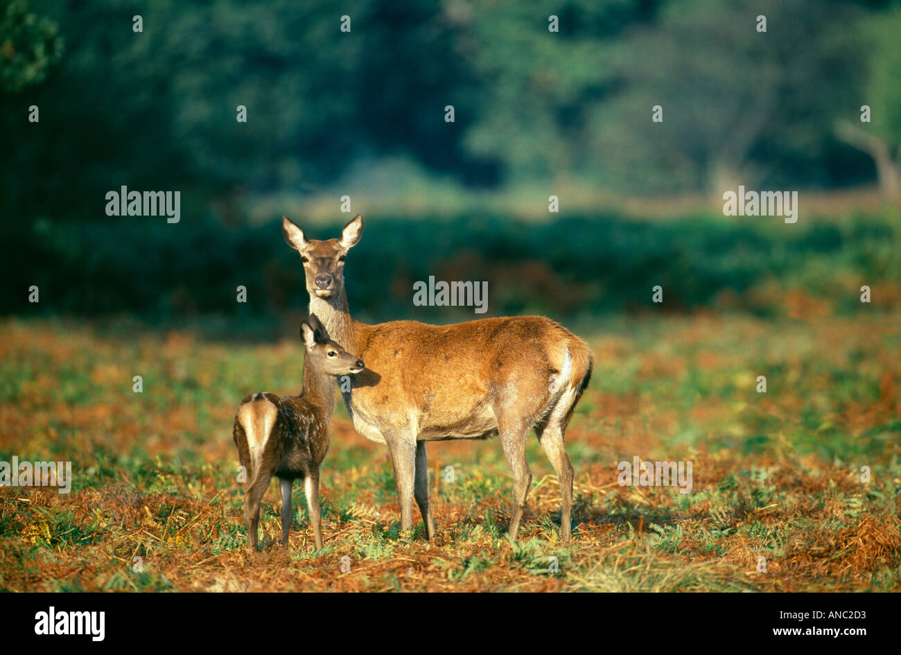 Rothirsch Cervus Elaphus Mutter und Kitz UK Stockfoto