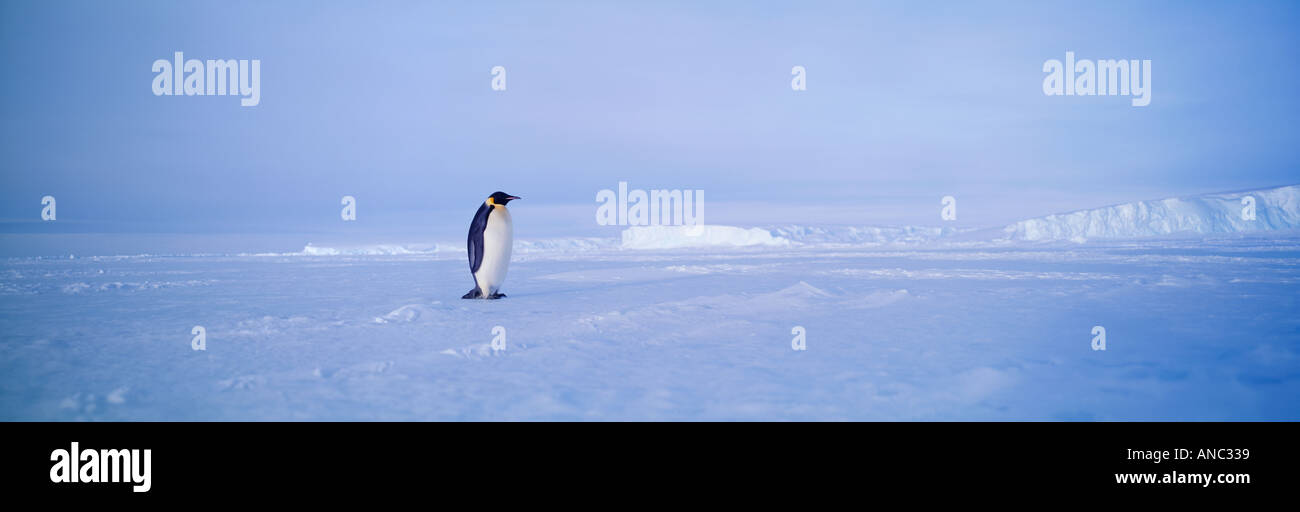 Kaiser-Pinguin Aptenodytes Forsteri allein auf Meereis Weddellmeer Antarktis Stockfoto