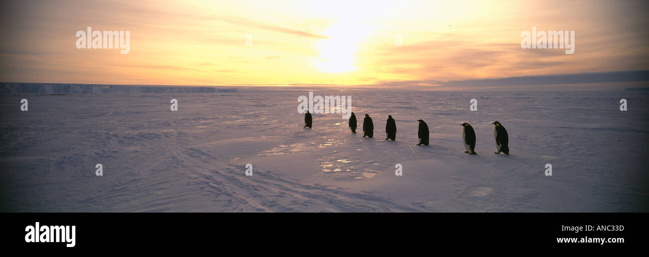 Kaiser-Pinguin Aptenodytes Forsteri Erwachsene wieder in Kolonie vom Meer am Meereis der Antarktis Weddell-Meer Stockfoto