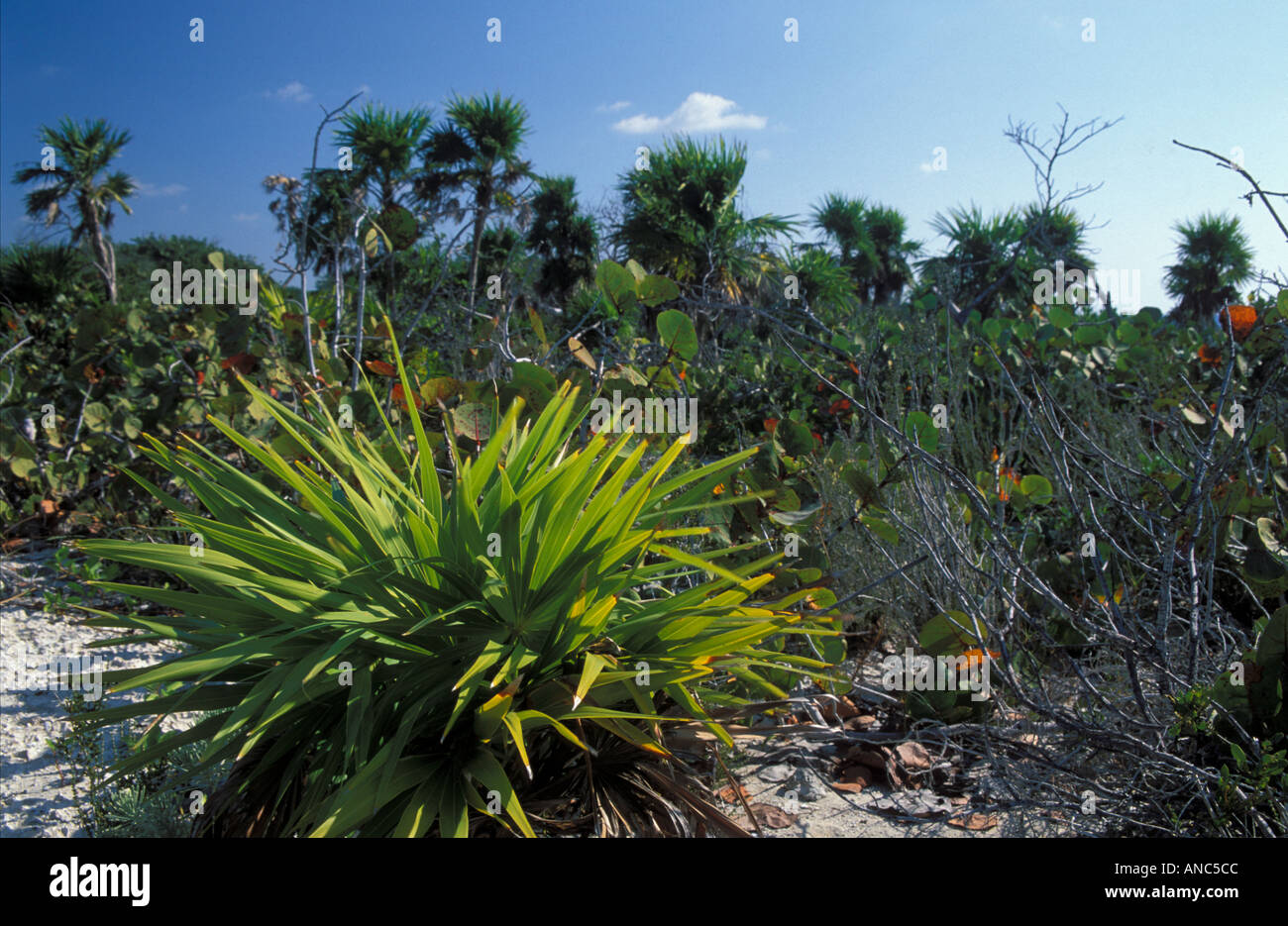 Wildnis-Vegetation am Strand östlich von Playa Giron Karibik Kuba Stockfoto
