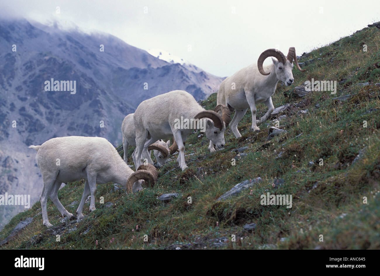 Dall Rams Ovis Dalli Beweidung in alpine Tundra im Denali National Park Alaska USA Stockfoto
