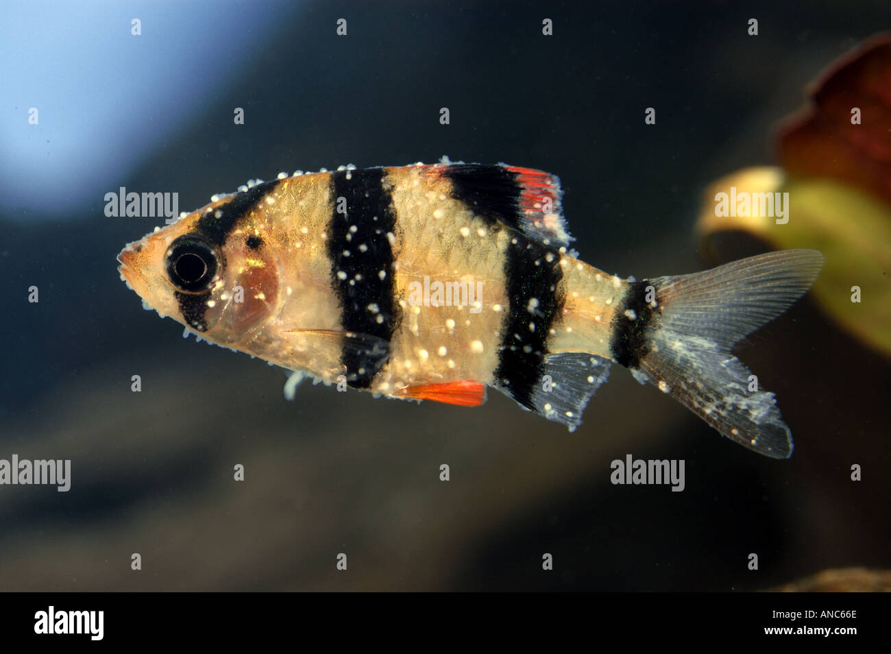 ICHTHYO ICHTHYOPHTHIRIUS MULTIFILIIS Krankheit Schädlingsarten Krankheit Fishillness krank krank Krankheit Krankheit wies Punkte weiß Stockfoto