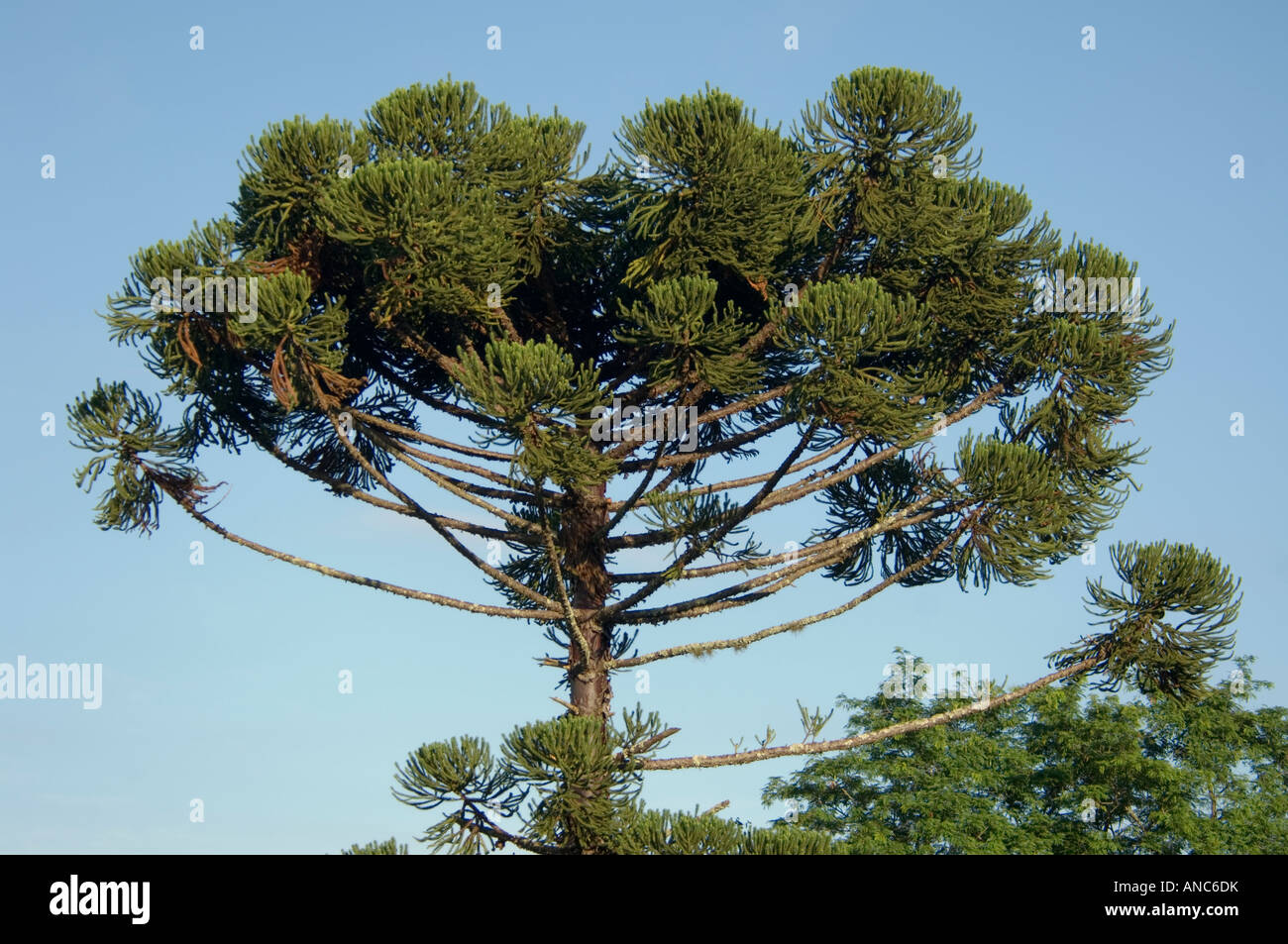 Araucaria Pinetree Paraná Brasilien Stockfoto