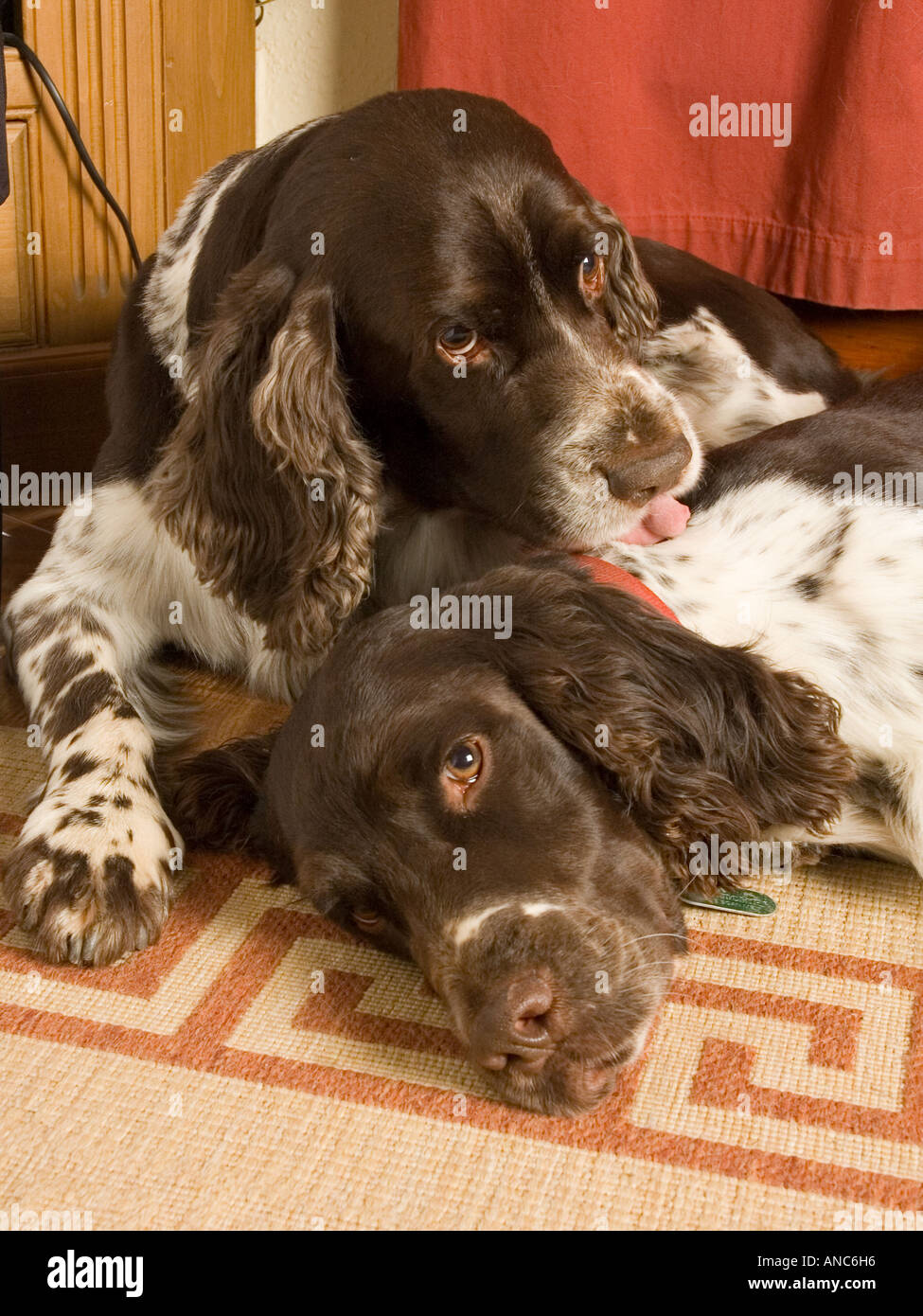 Zwei Spaniel teilen einen bewegender moment Stockfoto