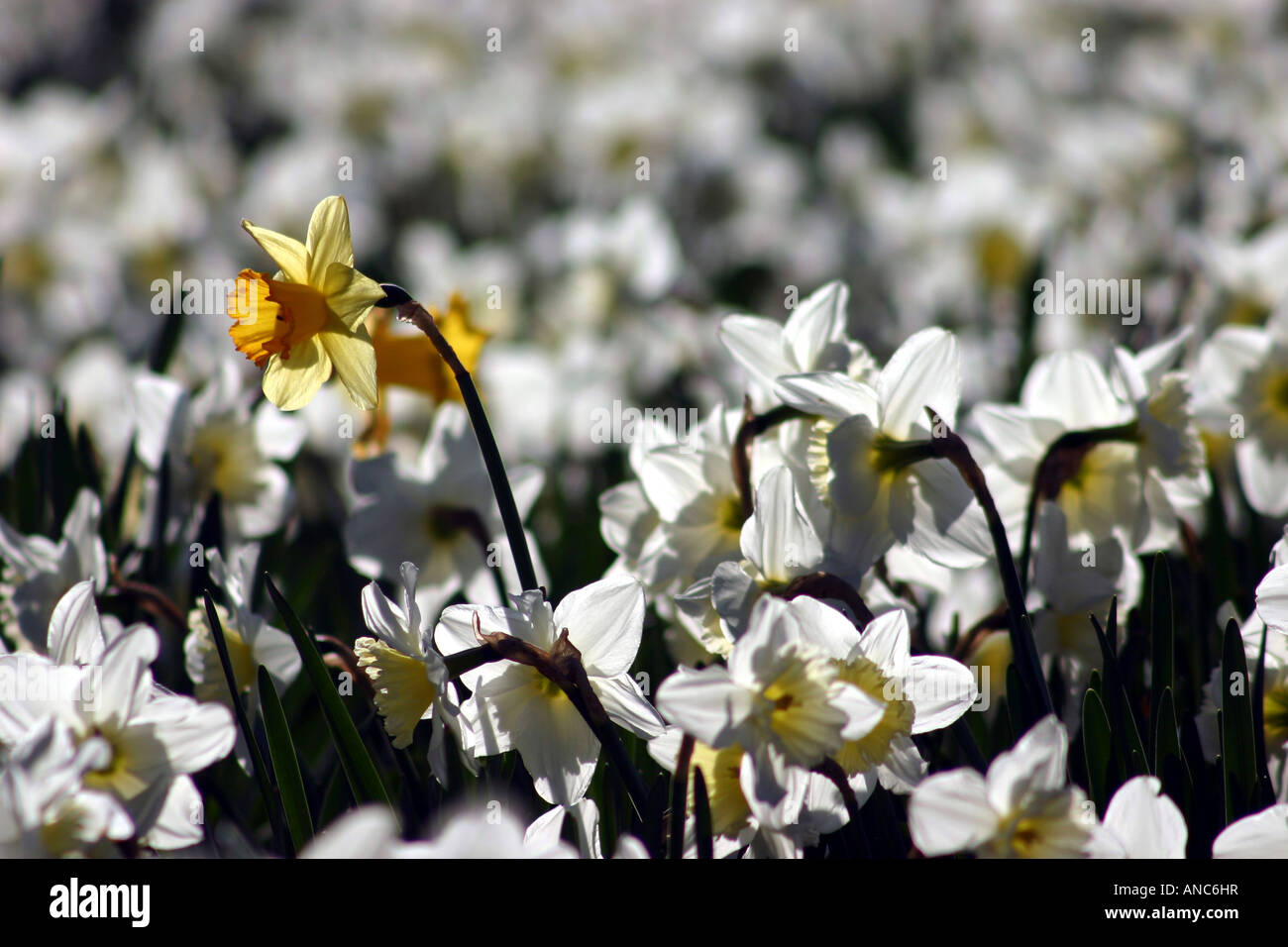 Frühling-Narzissen Stockfoto