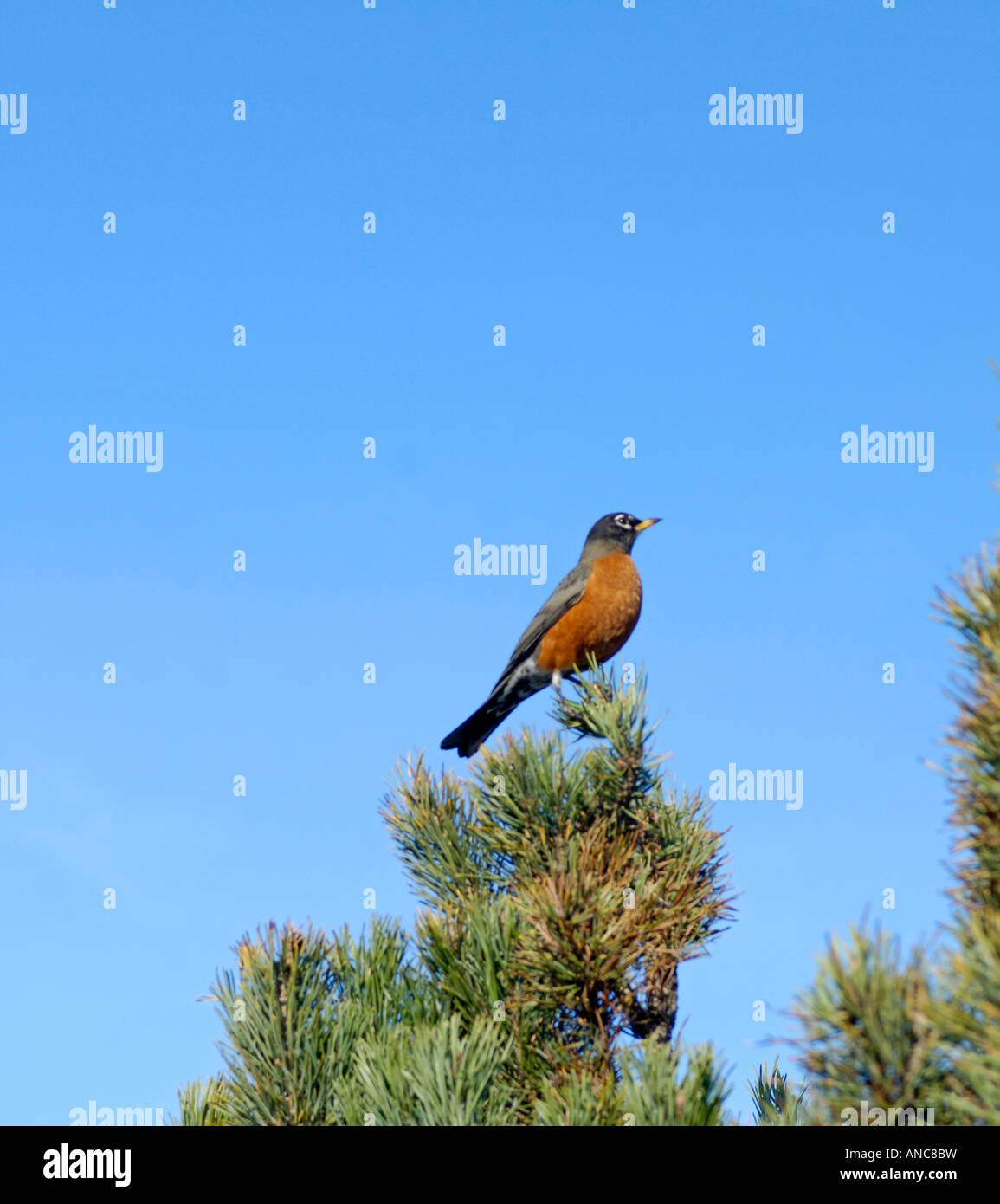 Amerikanischer Robin Turdus Migratorious Victoria BC Kanada Stockfoto