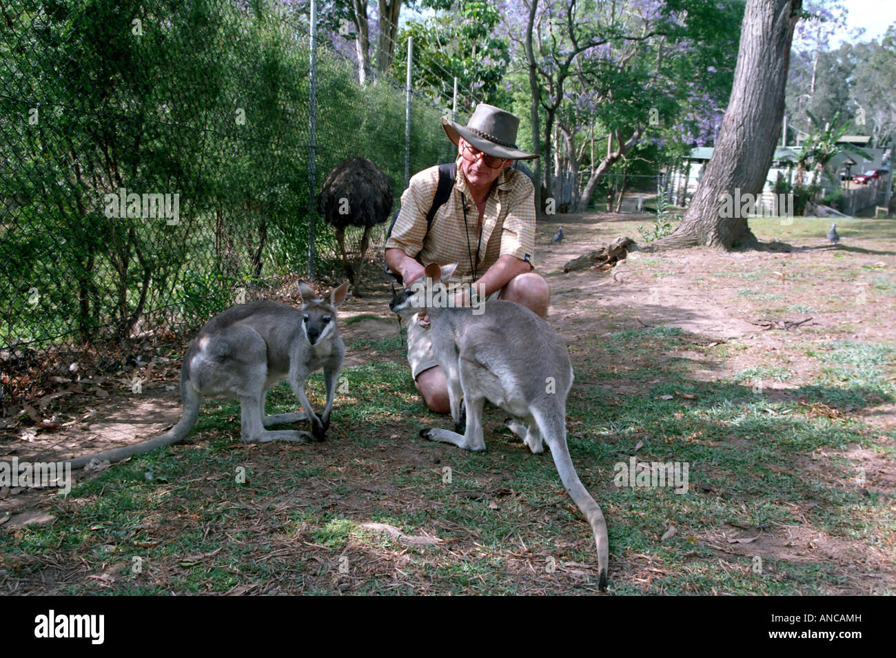 Ein Mann Fütterung die Wallabies, Lone Pine Koala Sanctuary, Brisbane, Australien Stockfoto