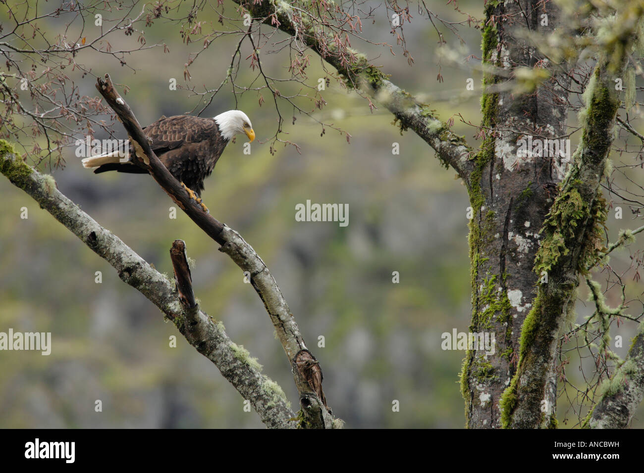 Weißkopf-Seeadler Schlafplatz in Flechten bedeckt Baum mit Blick auf Lachs laichen Stream Victoria British Columbia Kanada Stockfoto