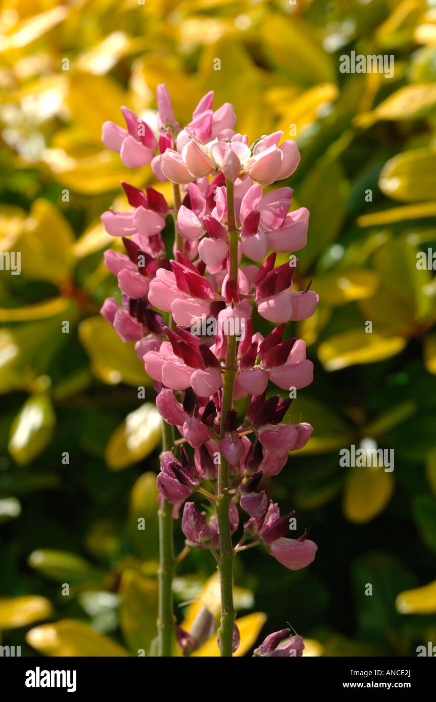 Zweifarbige Lupin Blumen. Stockfoto