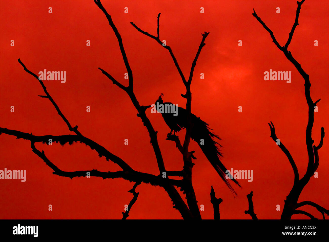 Peacock Dawn Stockfoto