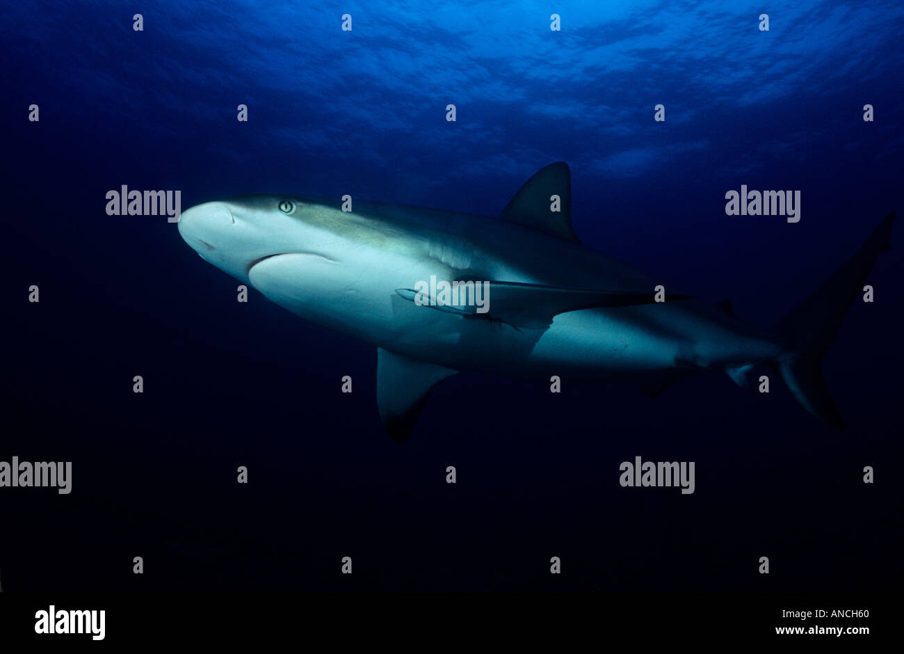Schwarze Spitze karibischen Riffhai Carcharhinus limbatus Stockfoto