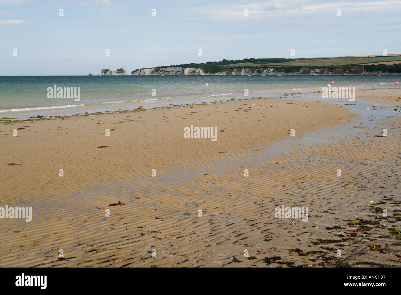 Old Harry Rocks, Swanage, Dorset, England, UK von Studland beach Stockfoto