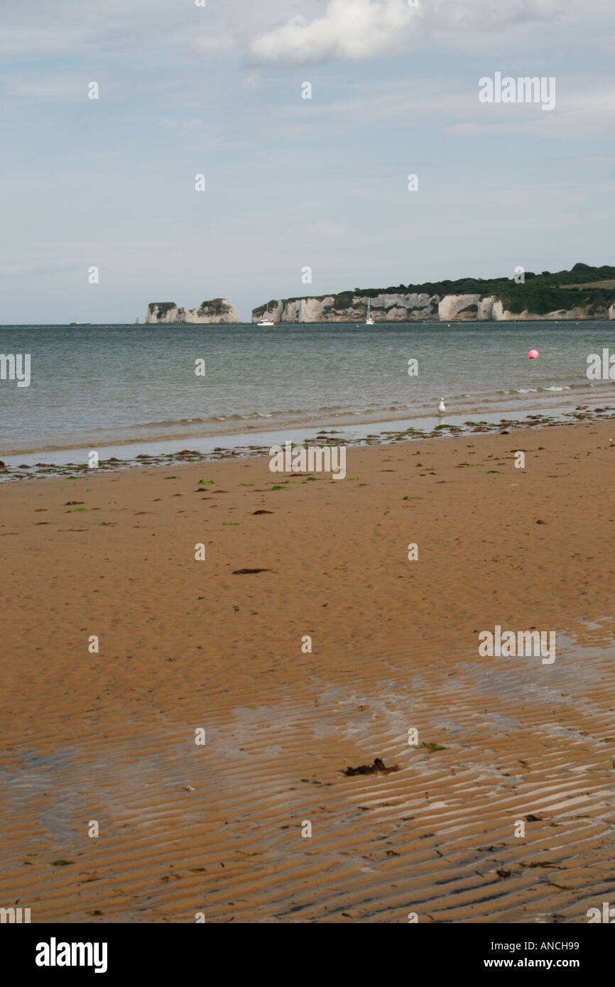 Old Harry Rocks, Swanage, Dorset, England, UK von Studland beach Stockfoto