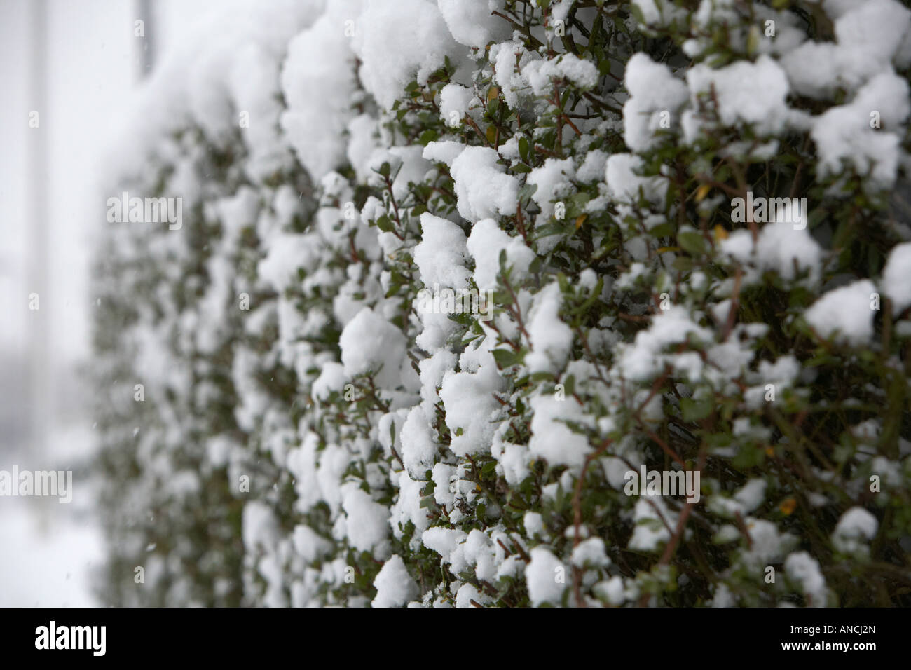 Liguster Hecke im Wintergarten mit dicken Schneeschicht bedeckt  Stockfotografie - Alamy