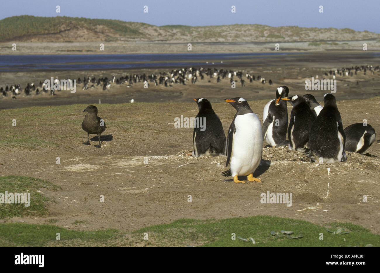 Antarktis Skua Catharacta Antarctica unbewacht Pinguin Eiern suchen Stockfoto