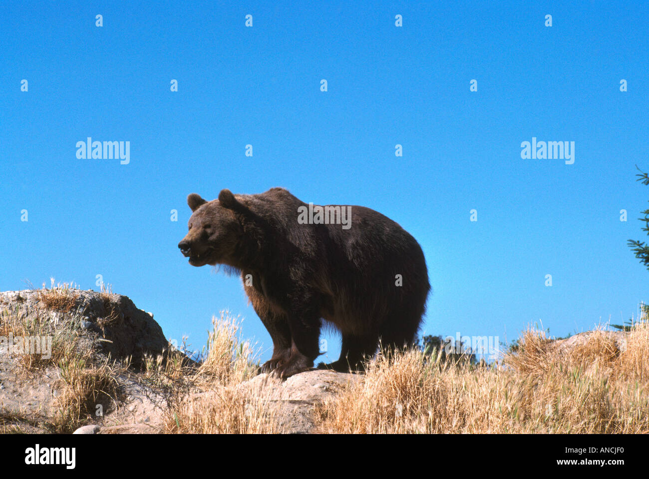 Kodiak Bear aka Alaska Grizzly Bear und Alaska Braunbär (Ursus Arctos Middendorffi) stehen - North American Wildtier Stockfoto