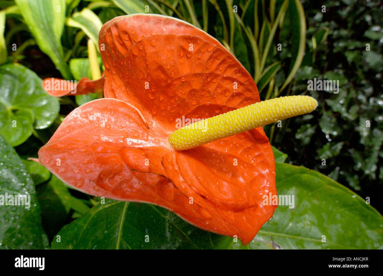 Exotische tropische Pflanze fotografiert im Botanischen Garten in Sydney Australia Stockfoto