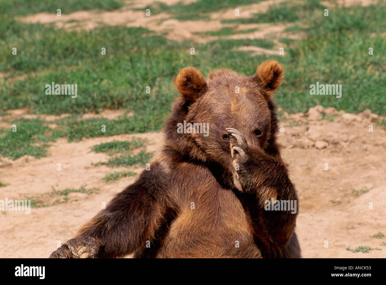 Kodiak Bear aka Alaska Grizzly Bear und Alaska Braunbär (Ursus Arctos Middendorffi) kratzen - nordamerikanische Wildtiere Stockfoto